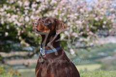 Doberman Pinscher