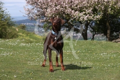 Doberman Pinscher