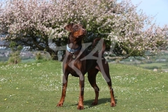 Doberman Pinscher
