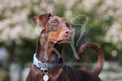 Doberman Pinscher