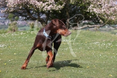 Doberman Pinscher