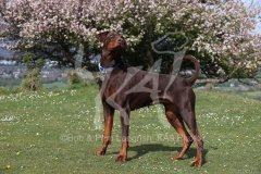Doberman Pinscher