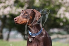 Doberman Pinscher