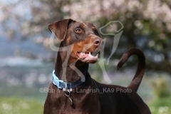 Doberman Pinscher