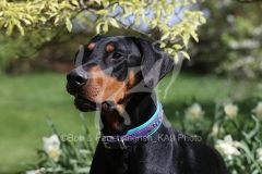 Doberman Pinscher