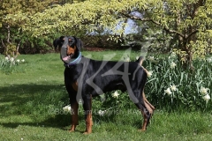 Doberman Pinscher