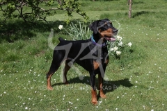 Doberman Pinscher