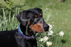 Doberman Pinscher