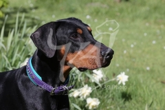 Doberman Pinscher