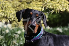 Doberman Pinscher
