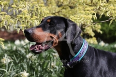 Doberman Pinscher