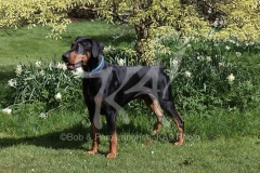 Doberman Pinscher