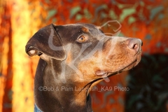 Doberman Pinscher