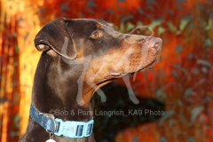 Doberman Pinscher
