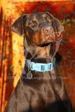 Doberman Pinscher