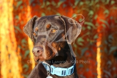 Doberman Pinscher