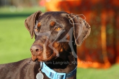 Doberman Pinscher