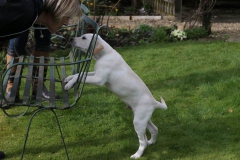 Dog