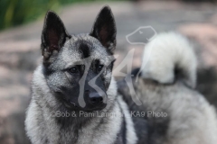 Elkhound - Norwegian