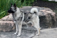 Elkhound - Norwegian