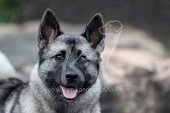 Elkhound - Norwegian