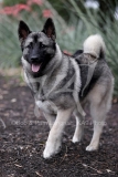 Elkhound - Norwegian