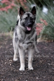 Elkhound - Norwegian