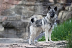 Elkhound - Norwegian