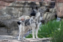 Elkhound - Norwegian