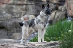 Elkhound - Norwegian