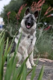 Elkhound - Norwegian