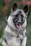 Elkhound - Norwegian
