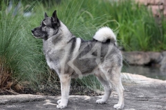 Elkhound - Norwegian