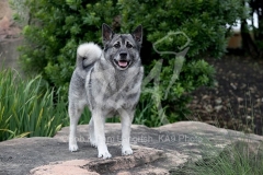 Elkhound - Norwegian