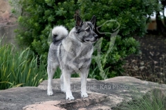 Elkhound - Norwegian