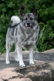 Elkhound - Norwegian