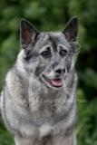 Elkhound - Norwegian