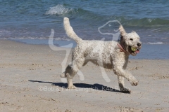 Goldendoodle