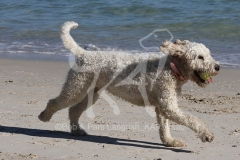 Goldendoodle