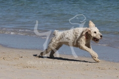 Goldendoodle