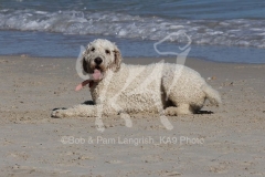 Goldendoodle