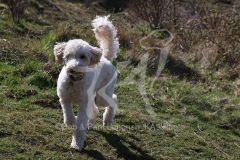 Goldendoodle
