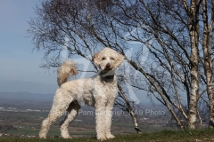 Goldendoodle