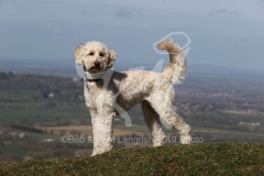 Goldendoodle
