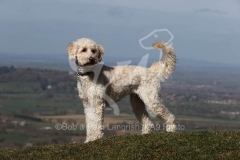 Goldendoodle