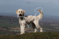 Goldendoodle