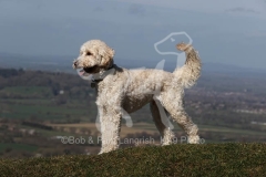 Goldendoodle