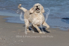 Goldendoodle