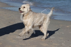 Goldendoodle