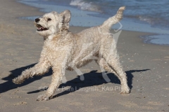 Goldendoodle